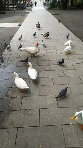 平塚八幡宮の動物
