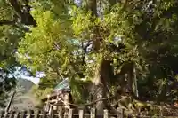 須賀神社の自然