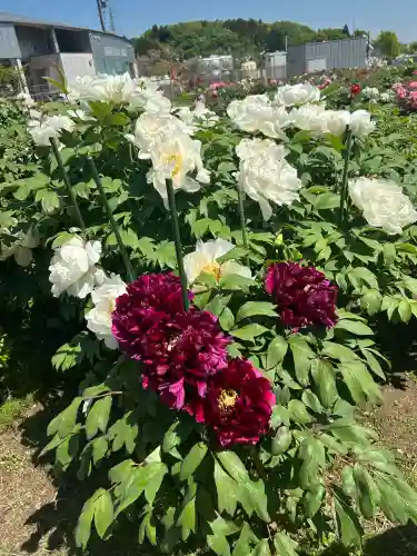 金蛇水神社(宮城県)