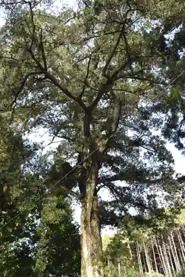 愛宕神社（阿多古神社）の自然