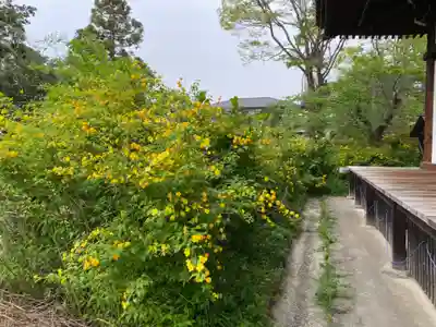 般若寺 ❁﻿コスモス寺❁(奈良県)