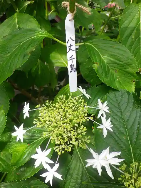 御霊神社の自然
