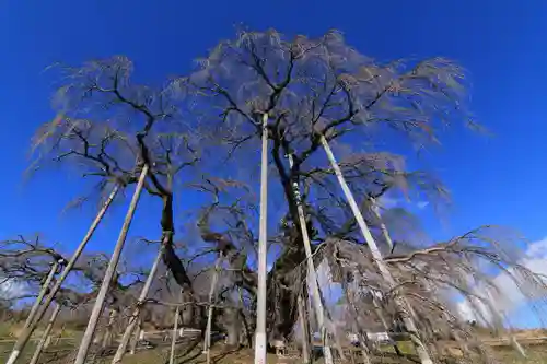 瀧桜神明宮の自然