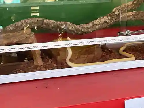 蛇窪神社の動物