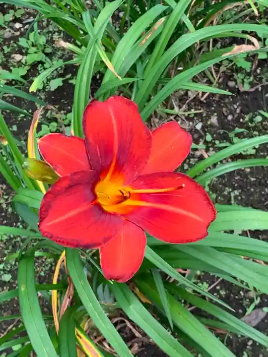 熊野堂神社の自然