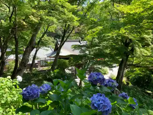 普門寺(切り絵御朱印発祥の寺)の景色