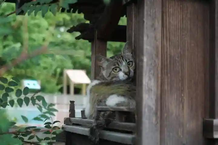 天王坊稲荷神社の動物