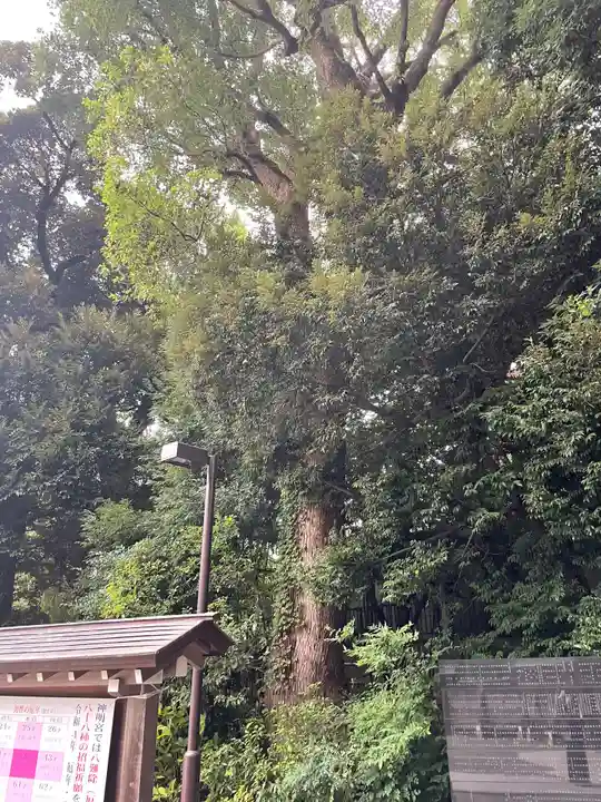 阿佐ヶ谷神明宮(東京都)