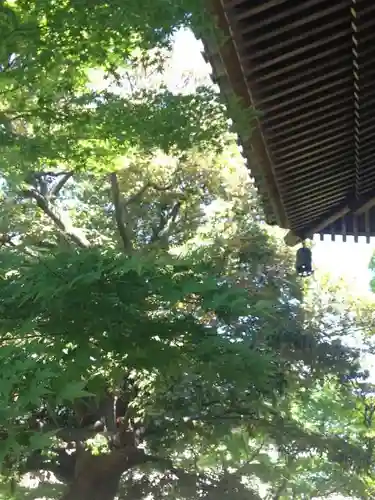 大雲寺の自然