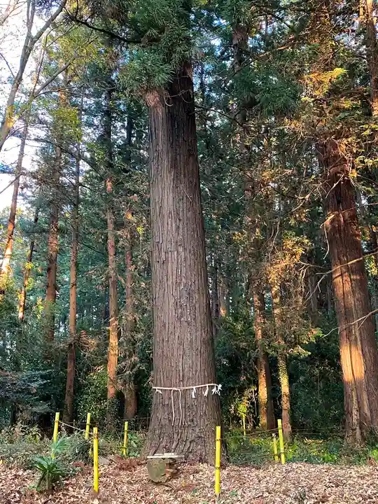 小被神社の自然