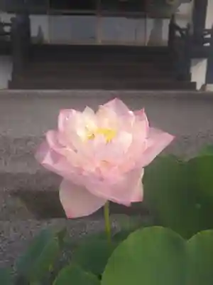 雨竜　専福寺(北海道)