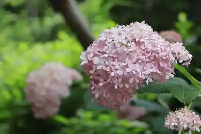 梅宮大社(京都府)
