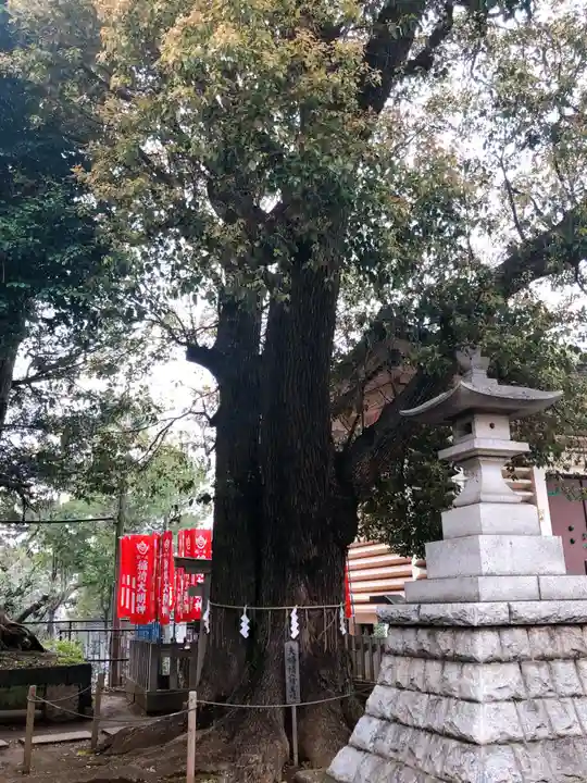 諏訪神社の自然
