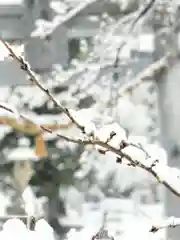 高司神社〜むすびの神の鎮まる社〜の自然