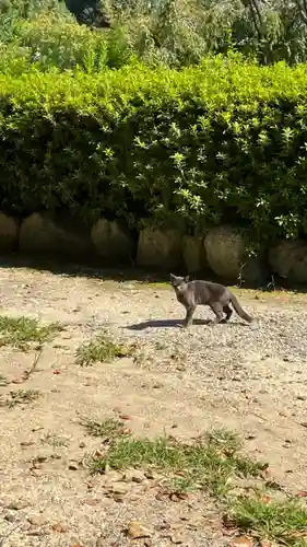 和泉國一之宮　大鳥大社の動物