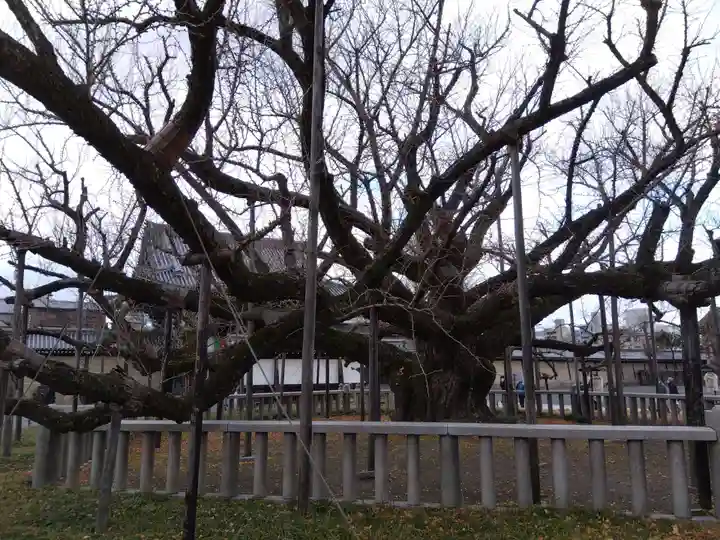 本願寺(西本願寺)(京都府)