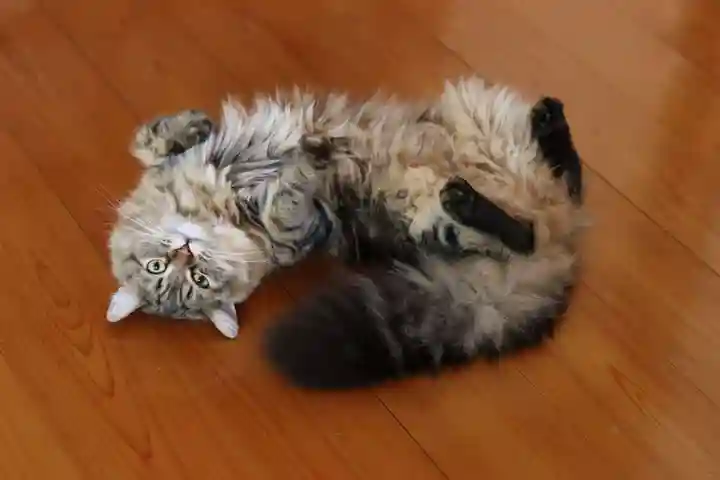 善龍寺(東京都)