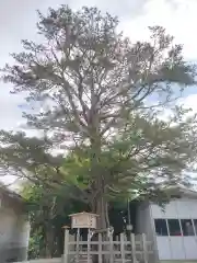 湯倉神社の自然