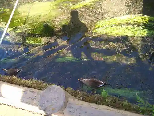 三嶋大社の動物