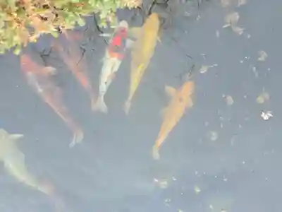 おふさ観音（観音寺）(奈良県)