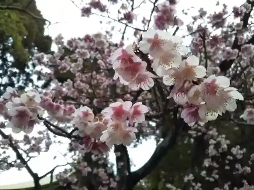 宮地嶽神社の自然