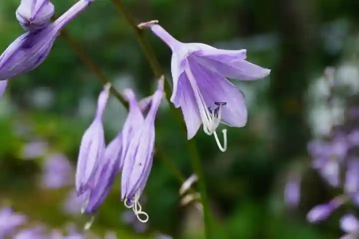 養徳院(京都府)