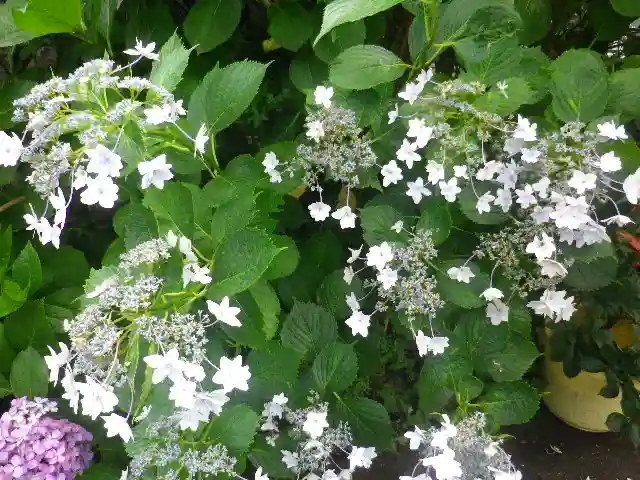五所神社の自然