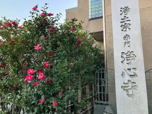 浄心寺の{uncategorized: "未分類", other: "その他", undefined: "問題あり", building: "その他建物", grave: "お墓", sacred_gate: "鳥居", guardian: "狛犬", statue: "像", buddha: "仏像", history: "歴史", nature: "自然", garden: "庭園", animal: "動物", pagoda: "塔", temizu: "手水舎", mountain_gate: "山門・神門", sanctuary: "本殿・本堂", subordinate: "末社・摂社", art: "芸術", scenery: "景色", jizo: "地蔵", ema: "絵馬", goshuin: "御朱印", omikuji: "おみくじ", items: "授与品その他", amulet: "お守り", goshuincho: "御朱印帳", eats: "食事", festival: "お祭り", votive_dance: "神楽", shichigosan: "七五三参", wedding: "結婚式", experience: "体験その他", initially: "初詣", around: "周辺", anti_infection: "感染症対策"}