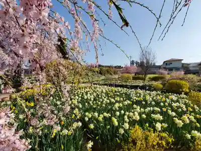金毘羅桜の自然