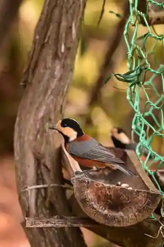 峯神社(大麻比古神社奥宮)(徳島県)