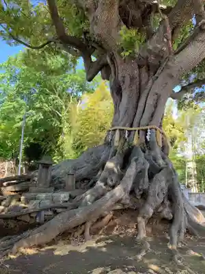 熊野神社(千葉県)