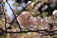 磐椅神社の自然