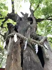 新田神社の自然