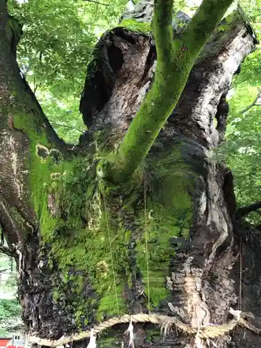 秩父今宮神社の自然