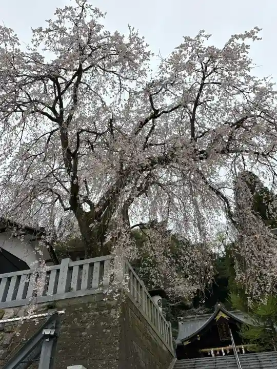 毛谷黒龍神社の{uncategorized: "未分類", other: "その他", undefined: "問題あり", building: "その他建物", grave: "お墓", sacred_gate: "鳥居", guardian: "狛犬", statue: "像", buddha: "仏像", history: "歴史", nature: "自然", garden: "庭園", animal: "動物", pagoda: "塔", temizu: "手水舎", mountain_gate: "山門・神門", sanctuary: "本殿・本堂", subordinate: "末社・摂社", art: "芸術", scenery: "景色", jizo: "地蔵", ema: "絵馬", goshuin: "御朱印", omikuji: "おみくじ", items: "授与品その他", amulet: "お守り", goshuincho: "御朱印帳", eats: "食事", festival: "お祭り", votive_dance: "神楽", shichigosan: "七五三参", wedding: "結婚式", experience: "体験その他", initially: "初詣", around: "周辺", anti_infection: "感染症対策"}