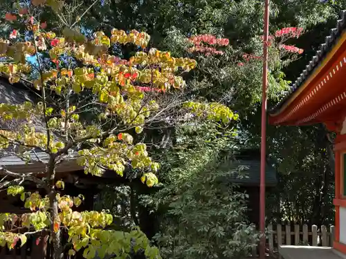 今宮神社(京都府)