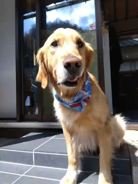 御誕生寺(猫寺)の動物