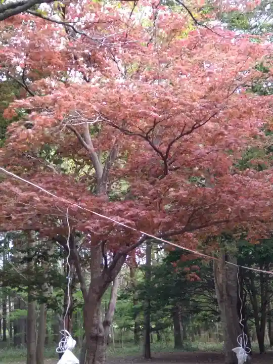 北海道神宮の{uncategorized: "未分類", other: "その他", undefined: "問題あり", building: "その他建物", grave: "お墓", sacred_gate: "鳥居", guardian: "狛犬", statue: "像", buddha: "仏像", history: "歴史", nature: "自然", garden: "庭園", animal: "動物", pagoda: "塔", temizu: "手水舎", mountain_gate: "山門・神門", sanctuary: "本殿・本堂", subordinate: "末社・摂社", art: "芸術", scenery: "景色", jizo: "地蔵", ema: "絵馬", goshuin: "御朱印", omikuji: "おみくじ", items: "授与品その他", amulet: "お守り", goshuincho: "御朱印帳", eats: "食事", festival: "お祭り", votive_dance: "神楽", shichigosan: "七五三参", wedding: "結婚式", experience: "体験その他", initially: "初詣", around: "周辺", anti_infection: "感染症対策"}