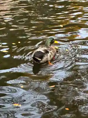 平塚八幡宮(神奈川県)