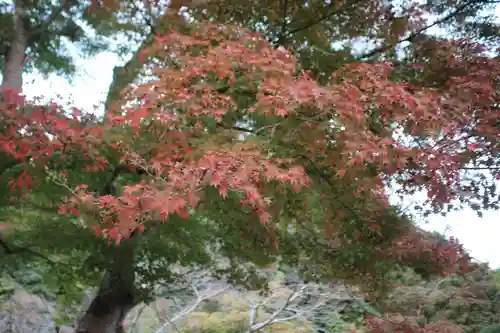 秩父御嶽神社の自然