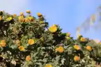 正観音堂の自然