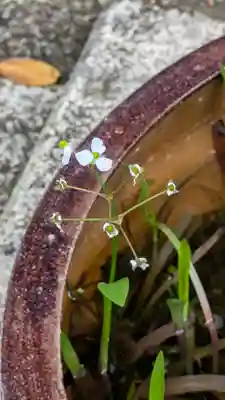 行願寺（革堂）(京都府)