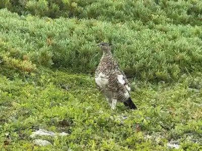 雄山神社前立社壇(富山県)