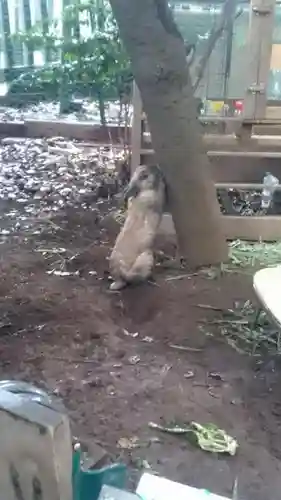 太子堂八幡神社の動物