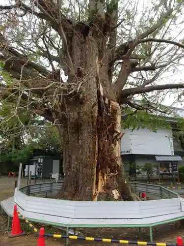 時宗総本山 遊行寺（正式：清浄光寺）の自然