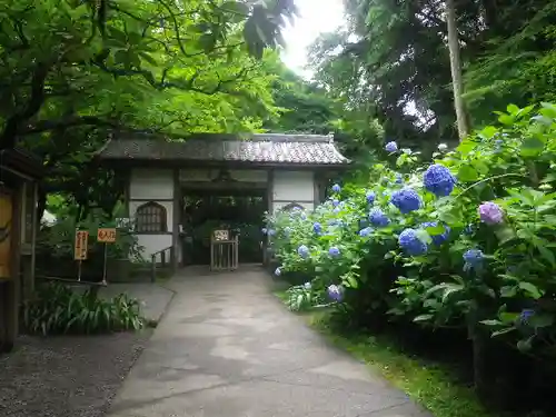 明月院の山門