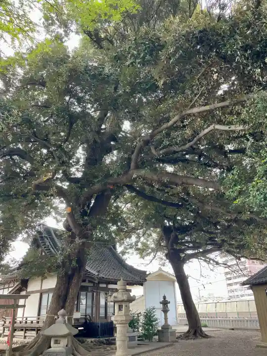 諏訪大神社 の{uncategorized: "未分類", other: "その他", undefined: "問題あり", building: "その他建物", grave: "お墓", sacred_gate: "鳥居", guardian: "狛犬", statue: "像", buddha: "仏像", history: "歴史", nature: "自然", garden: "庭園", animal: "動物", pagoda: "塔", temizu: "手水舎", mountain_gate: "山門・神門", sanctuary: "本殿・本堂", subordinate: "末社・摂社", art: "芸術", scenery: "景色", jizo: "地蔵", ema: "絵馬", goshuin: "御朱印", omikuji: "おみくじ", items: "授与品その他", amulet: "お守り", goshuincho: "御朱印帳", eats: "食事", festival: "お祭り", votive_dance: "神楽", shichigosan: "七五三参", wedding: "結婚式", experience: "体験その他", initially: "初詣", around: "周辺", anti_infection: "感染症対策"}