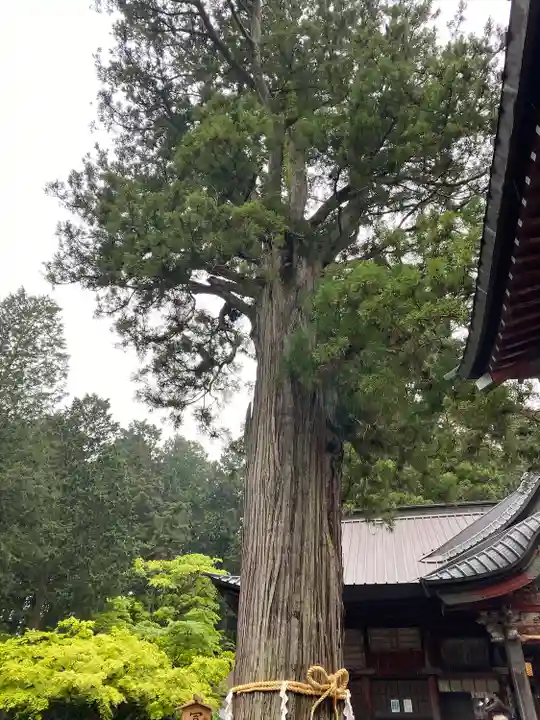 北口本宮冨士浅間神社の自然