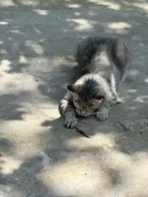 王子神社(徳島県)