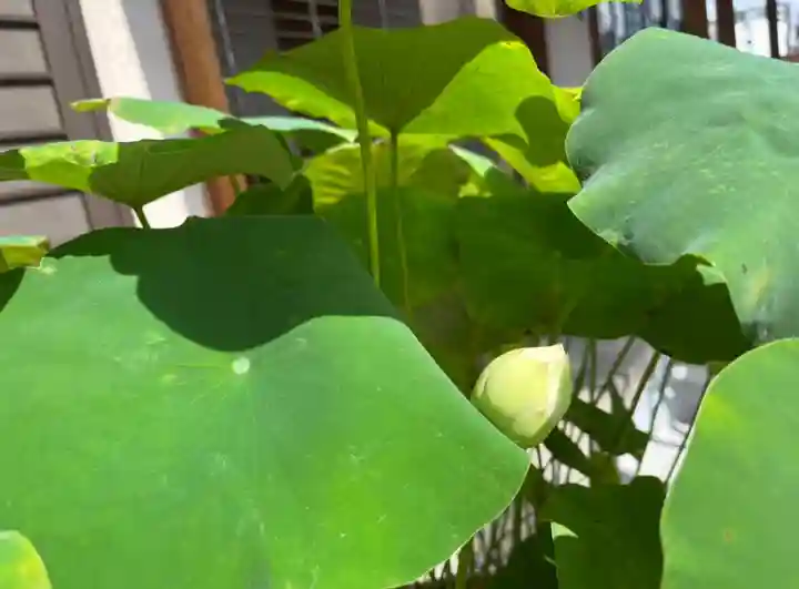 松本山 地福禅寺の自然